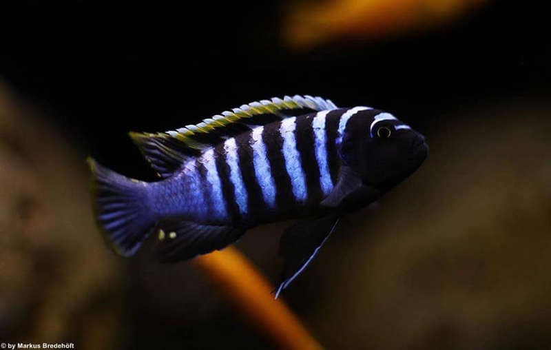 Cynotilapia zebroides 'Likoma Island'